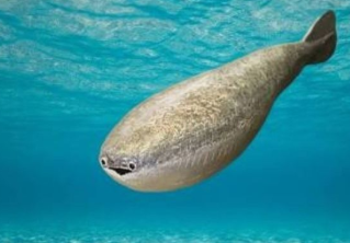 This fish has seen X Blank Meme Template