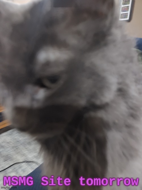 32's Cat | MSMG Site tomorrow | image tagged in 32's cat | made w/ Imgflip meme maker