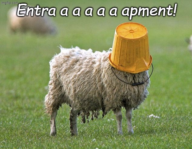 stupid sheep | Entra a a a a a apment! | image tagged in stupid sheep | made w/ Imgflip meme maker