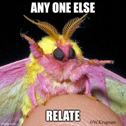 Moth | ANY ONE ELSE; RELATE | image tagged in moth | made w/ Imgflip meme maker