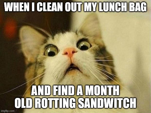 Scared Cat Meme | WHEN I CLEAN OUT MY LUNCH BAG; AND FIND A MONTH OLD ROTTING SANDWITCH | image tagged in memes,scared cat | made w/ Imgflip meme maker