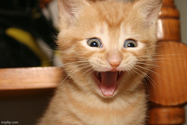 Happy Cat Kitty Smile Orange Tabby | image tagged in happy cat kitty smile orange tabby | made w/ Imgflip meme maker