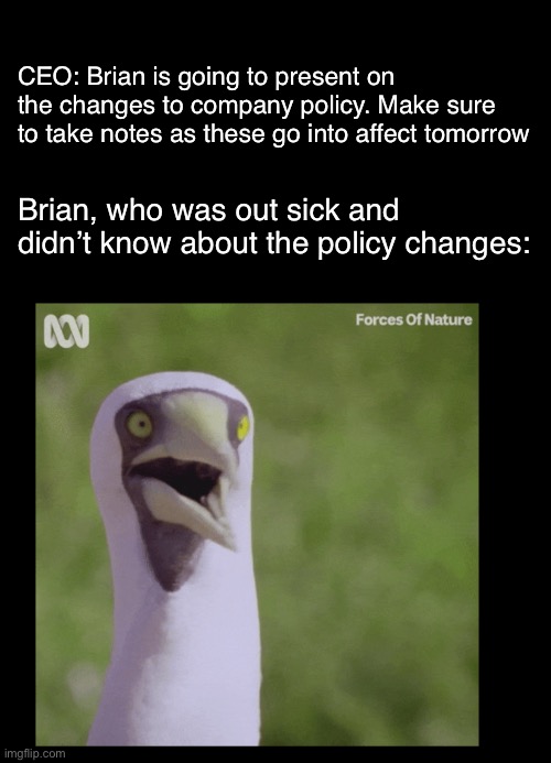 Stunned bird | CEO: Brian is going to present on the changes to company policy. Make sure to take notes as these go into affect tomorrow; Brian, who was out sick and didn’t know about the policy changes: | image tagged in stunned bird | made w/ Imgflip meme maker