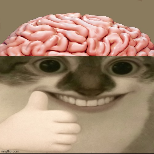 degloved cat | image tagged in bombastic side eye cat v3 | made w/ Imgflip meme maker