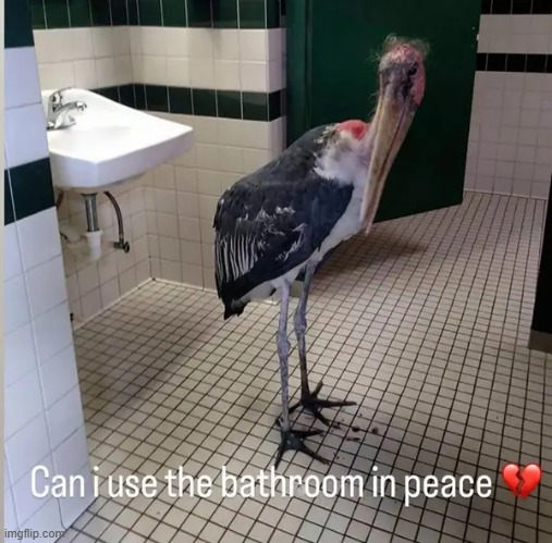 bathroom | image tagged in what | made w/ Imgflip meme maker