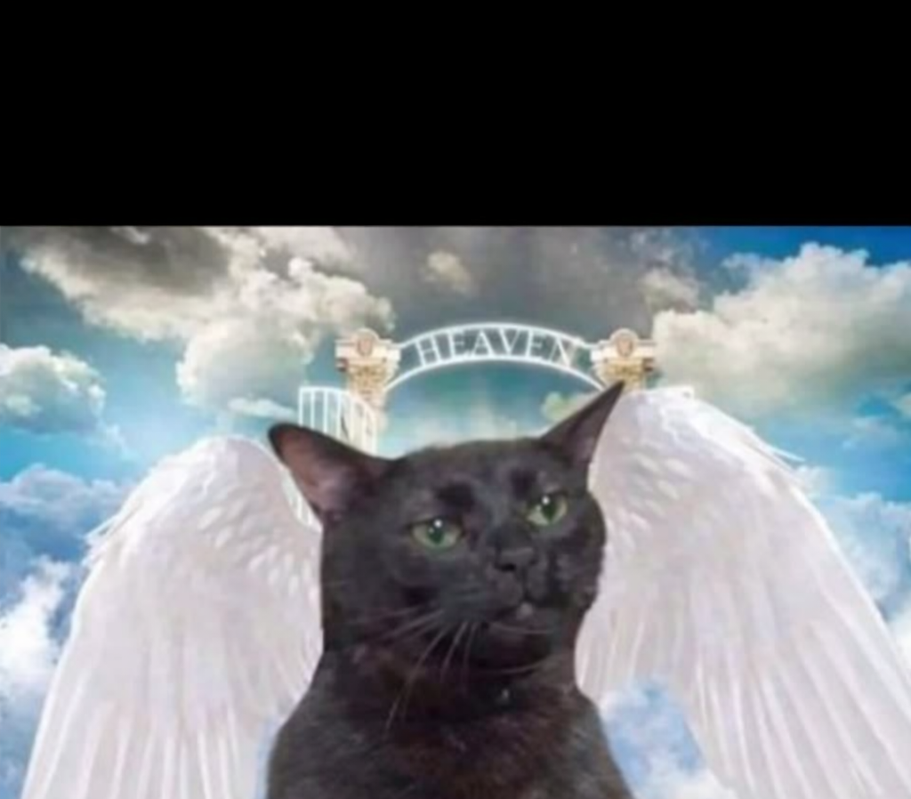 Cat Angel Blank Meme Template