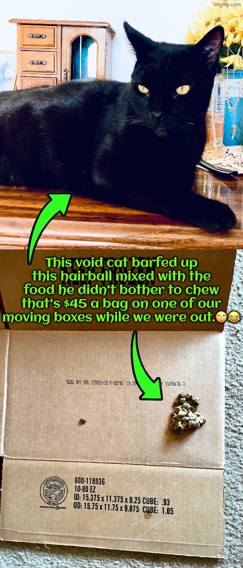 This Void Cat | This void cat barfed up this hairball mixed with the food he didn't bother to chew that's $45 a bag on one of our moving boxes while we were out.🙄😂 | image tagged in cats,funny cats,pet shaming,void,puke,scumbag | made w/ Imgflip meme maker