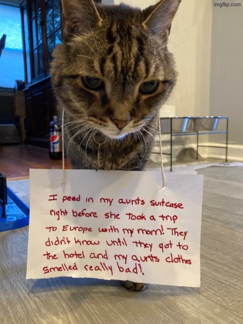 Wow what a scumbag | image tagged in cats,funny cats,pet shamed,pee,stinky,scumbag | made w/ Imgflip meme maker
