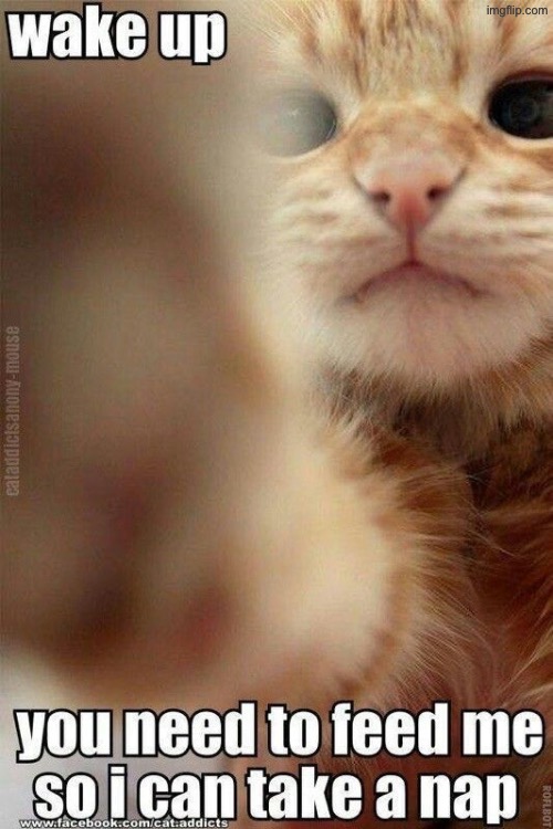 Eat And Sleep Kitteh | image tagged in cats,funny cats,kittens,eating,sleeping,wake up | made w/ Imgflip meme maker