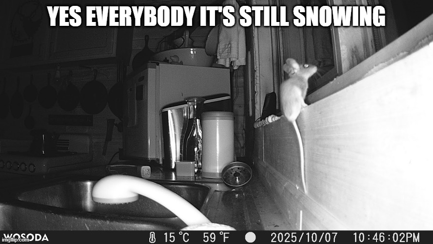 Yikes | YES EVERYBODY IT'S STILL SNOWING | image tagged in cold weather | made w/ Imgflip meme maker