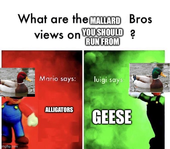 Run from the Canadian goose | MALLARD; YOU SHOULD RUN FROM; GEESE; ALLIGATORS | image tagged in mario bros views | made w/ Imgflip meme maker