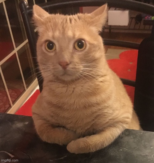 Surprised cat sitting at a bar | image tagged in surprised cat sitting at a bar | made w/ Imgflip meme maker