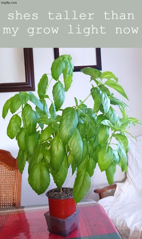 shes taller than my grow light now | made w/ Imgflip meme maker