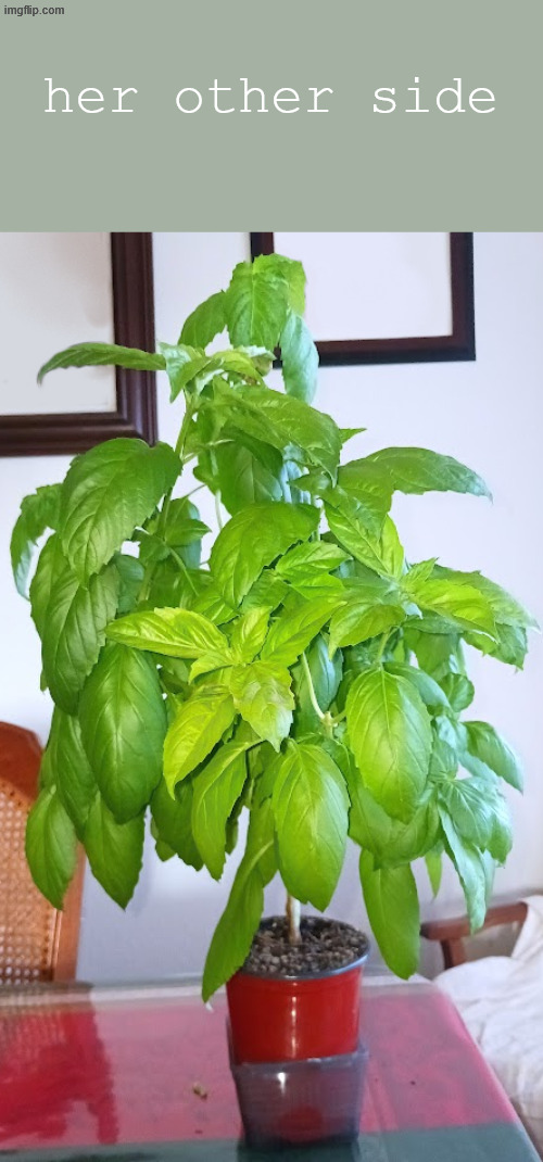 she desperately needs to be repotted | her other side | made w/ Imgflip meme maker