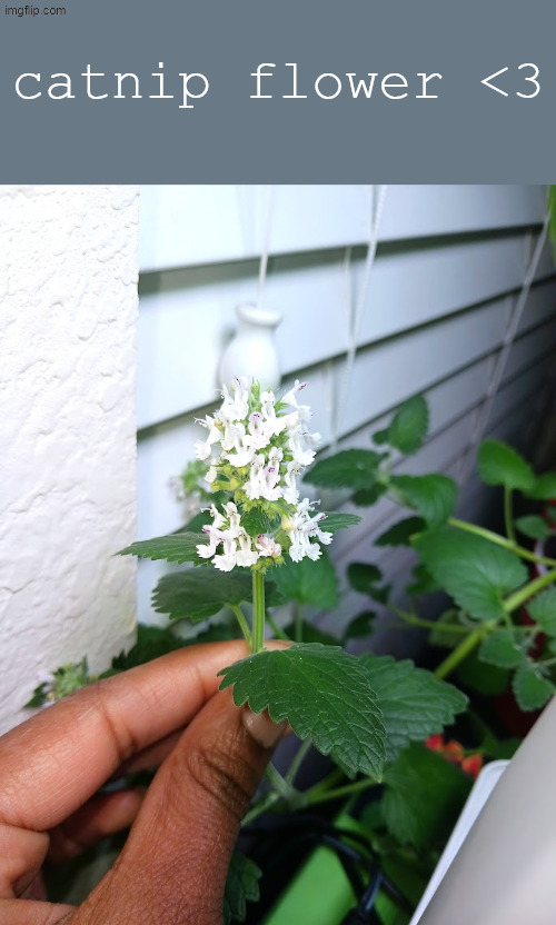catnip flower <3 | made w/ Imgflip meme maker