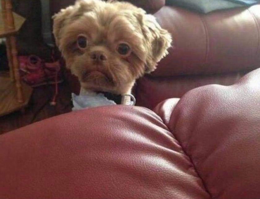 Dog Shocked Blank Meme Template