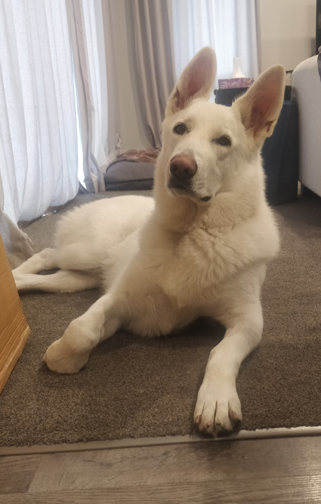 Doggo Blank Meme Template