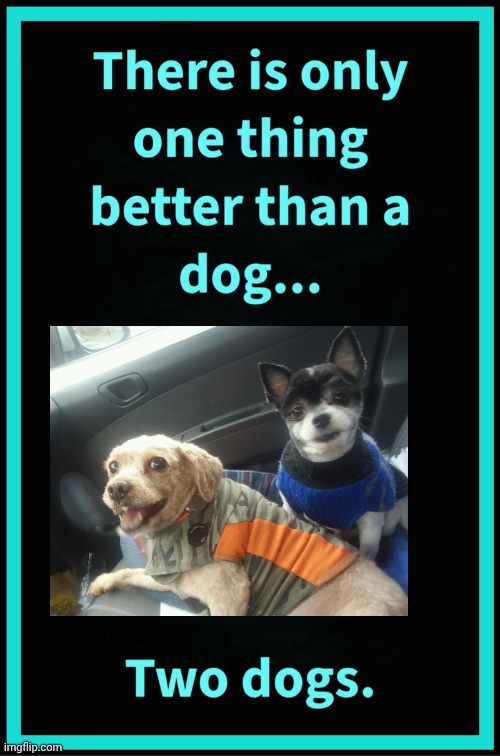 The only thing better than a dog | image tagged in poodle,pomeranian | made w/ Imgflip meme maker