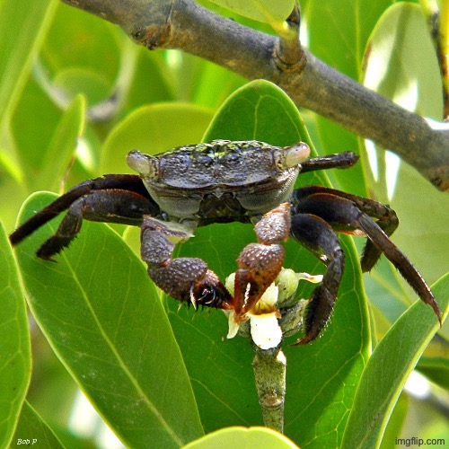 Mangrove tree crab | made w/ Imgflip meme maker