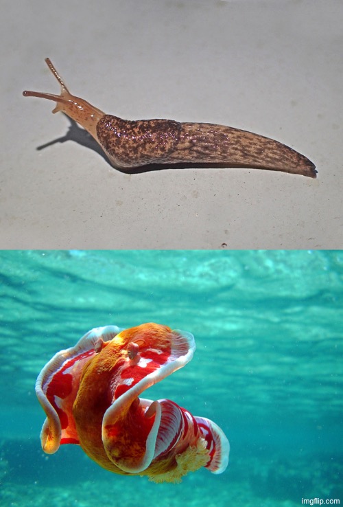 Land slugs vs sea slugs | made w/ Imgflip meme maker