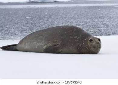 Elephant seal Blank Meme Template