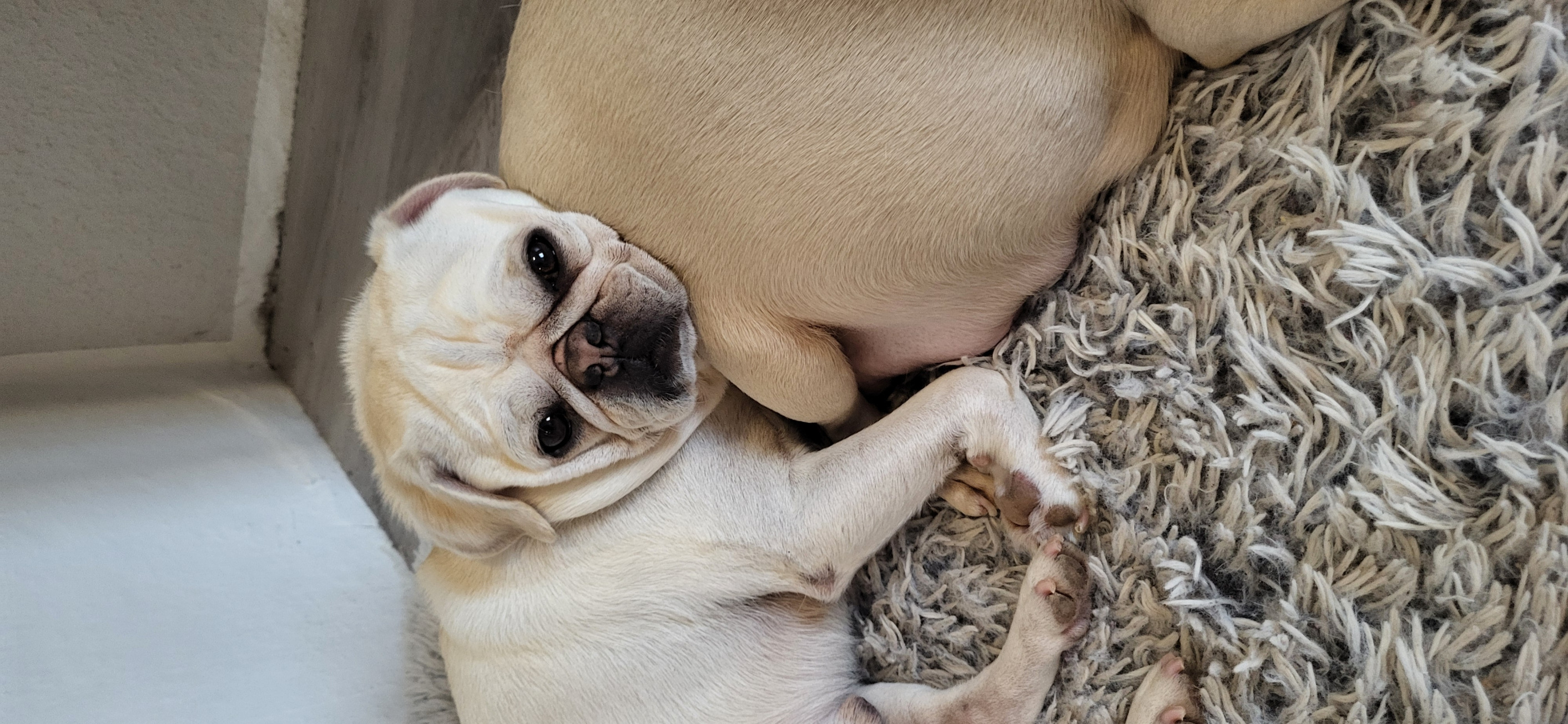 Anton Blank Meme Template