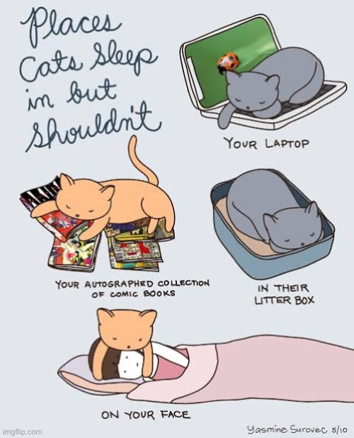It’s their home and they can sleep wherever they want to… | image tagged in cats,cartoon,places cats sleep | made w/ Imgflip meme maker