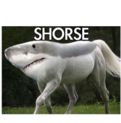 High Quality Shorse Blank Meme Template