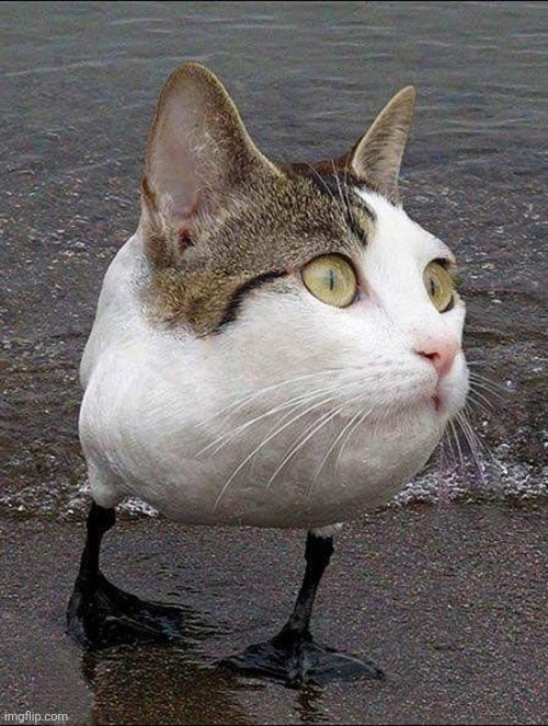 image tagged in duck,this cat,head,wtf,happy friday | made w/ Imgflip meme maker
