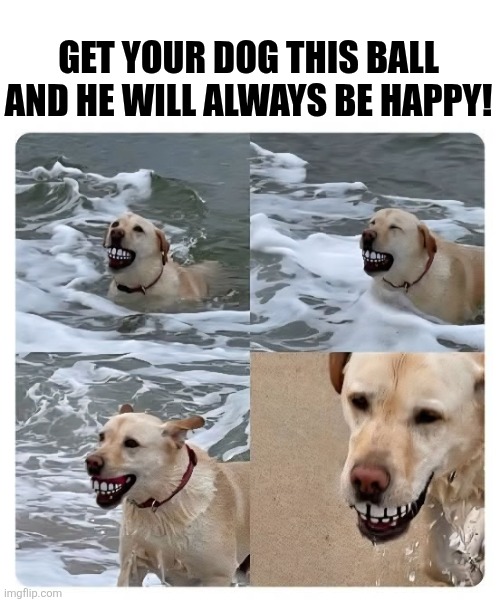 Smile ball | GET YOUR DOG THIS BALL AND HE WILL ALWAYS BE HAPPY! | image tagged in happy,dog,balls,funny dogs,happy friday | made w/ Imgflip meme maker