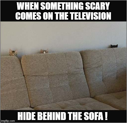 It's The Only Thing To Do ! | WHEN SOMETHING SCARY COMES ON THE TELEVISION; HIDE BEHIND THE SOFA ! | image tagged in cats,scary,television,hide,sofa | made w/ Imgflip meme maker