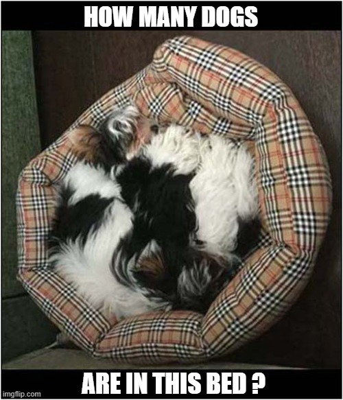 What Do You Think ? | HOW MANY DOGS; ARE IN THIS BED ? | image tagged in dogs,bed | made w/ Imgflip meme maker