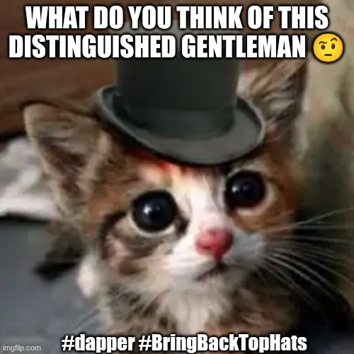 (╭ರ_•́)  Do you guys think we should bring back old fashion? It was lowkey fire WHOOOS WITH MEE | WHAT DO YOU THINK OF THIS DISTINGUISHED GENTLEMAN 🤨; #dapper #BringBackTopHats | image tagged in funny,cute cat,gentleman,fashion,imgflip users | made w/ Imgflip meme maker