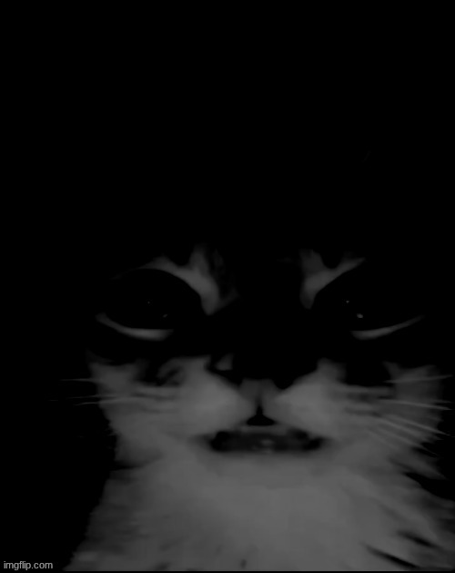 orange cat uncanny stare | image tagged in orange cat uncanny stare | made w/ Imgflip meme maker