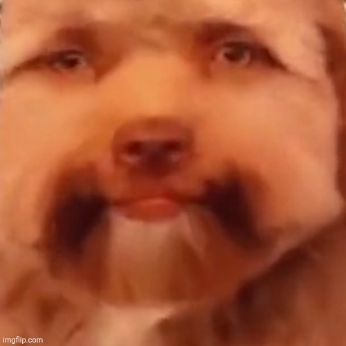 Triggered Dog | image tagged in triggered dog | made w/ Imgflip meme maker