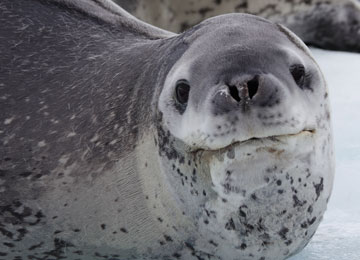 Neutral Leopard Seal Blank Meme Template