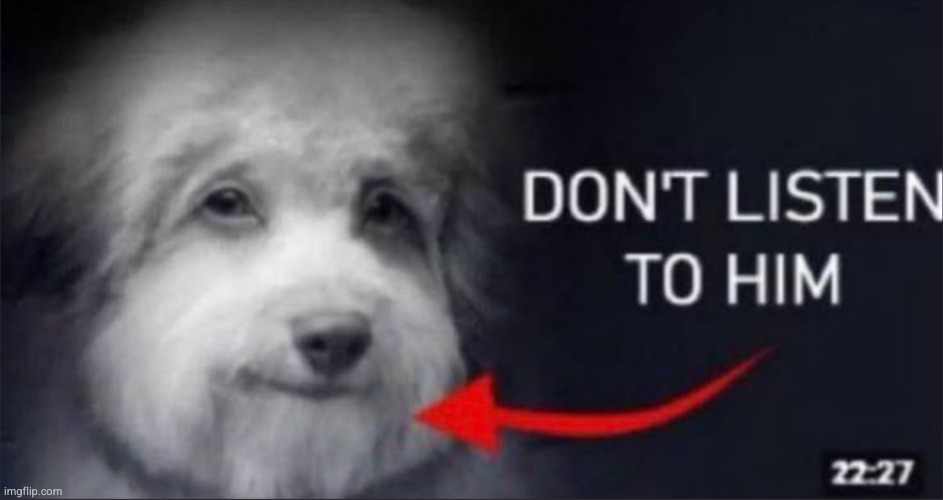 this dog is | image tagged in this dog is fucked up bruh,dog,don't listen to him,meme,bow wow ahh dog,funny | made w/ Imgflip meme maker
