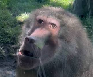 Confused baboon Blank Meme Template