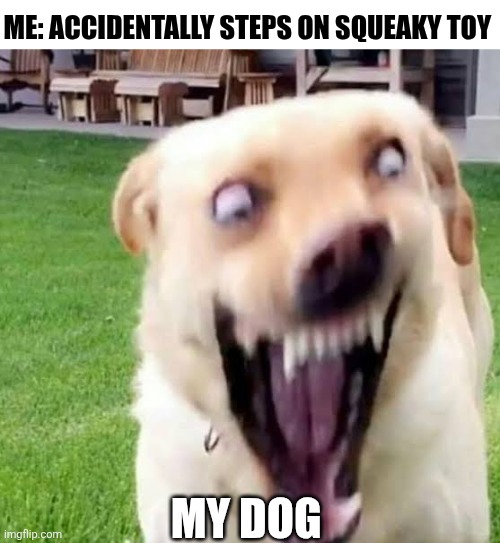 Me Accidentally Steps On Squeaky Toy | ME: ACCIDENTALLY STEPS ON SQUEAKY TOY; MY DOG | image tagged in chrisjoines1 | made w/ Imgflip meme maker
