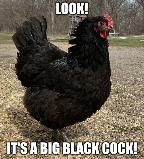 BBC | LOOK! IT'S A BIG BLACK COCK! | image tagged in bbc | made w/ Imgflip meme maker