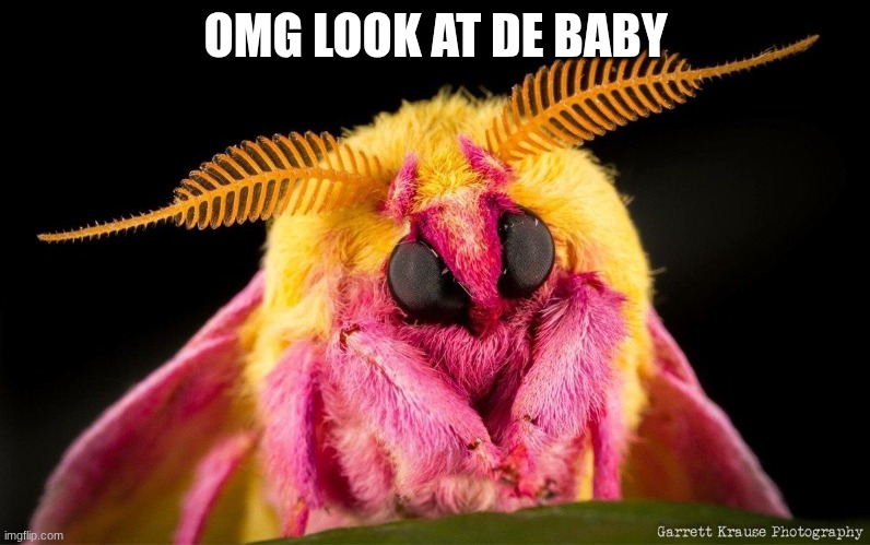 OMG LOOK AT DE BABY | image tagged in cute,cute baby | made w/ Imgflip meme maker
