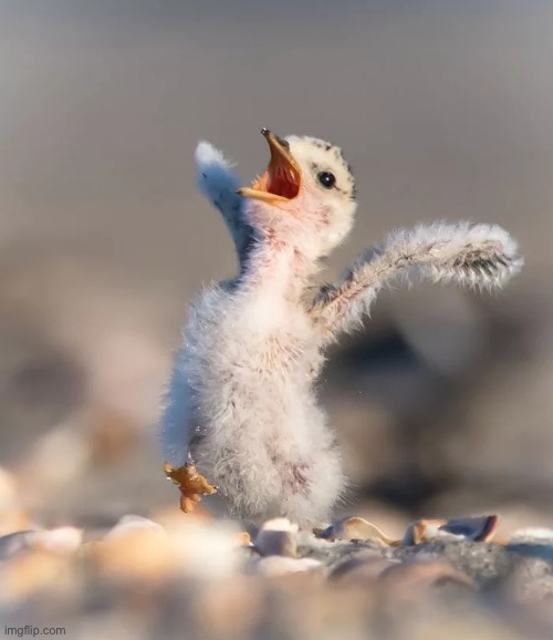 Celebration birdie | image tagged in celebration birdie | made w/ Imgflip meme maker