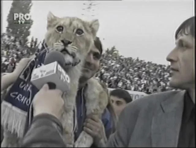 Big Cat Blank Meme Template