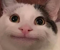 High Quality innocence Blank Meme Template