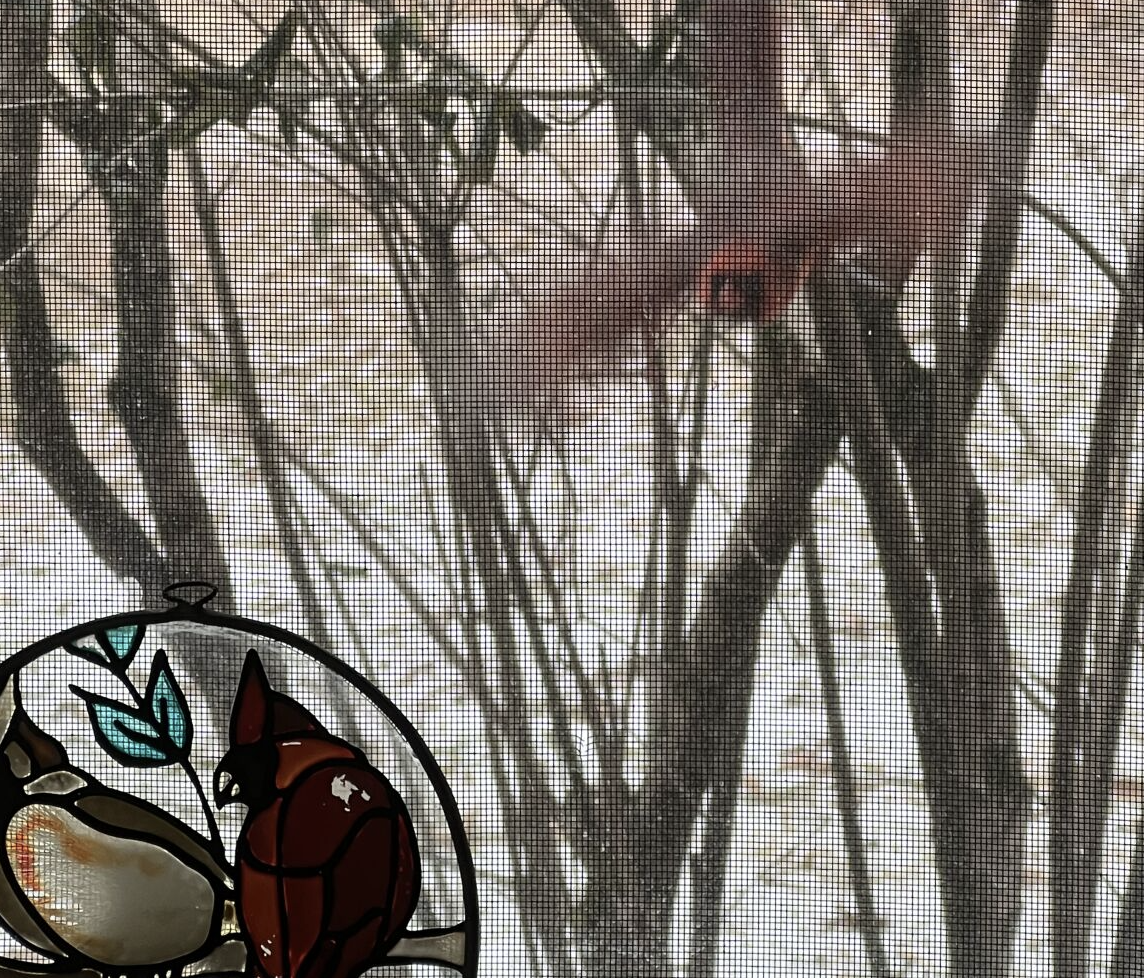 bird attacking bird on screen window Blank Meme Template