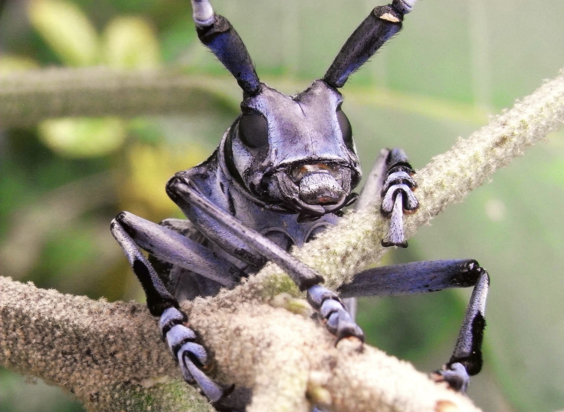 Bug Mirror Image Mode Blank Meme Template