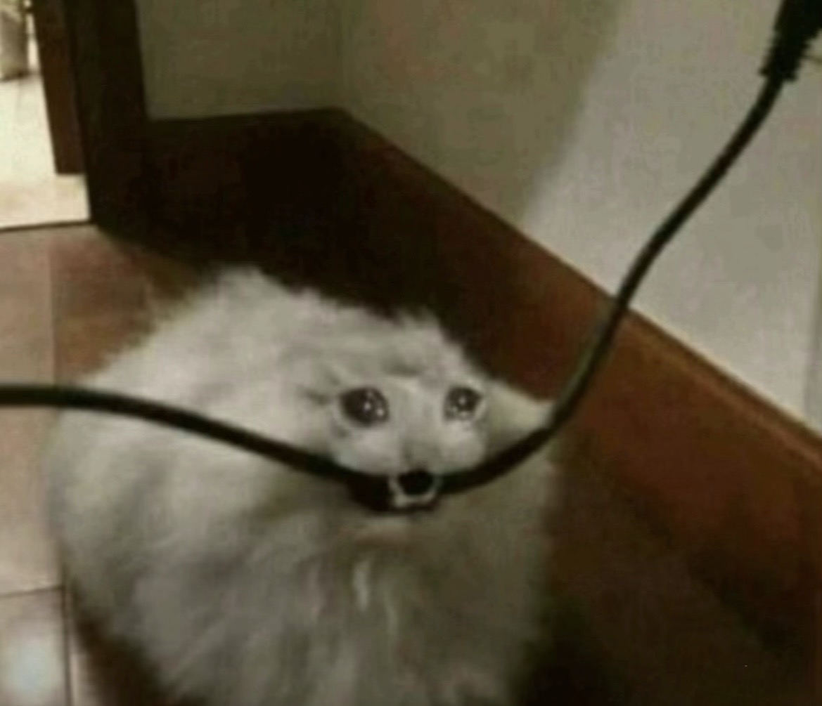 Cat Biting Wire Blank Meme Template