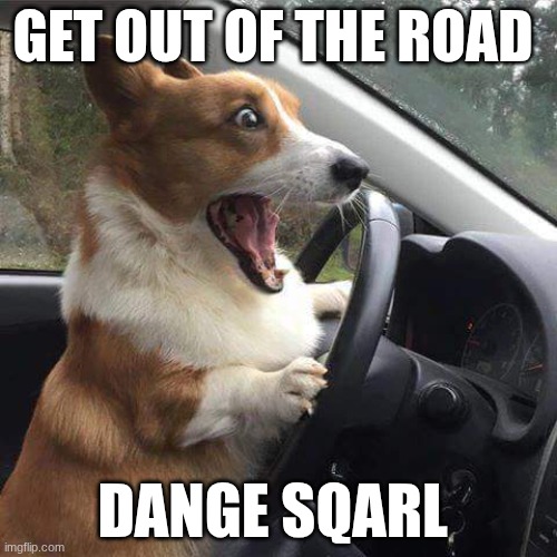 funny meme | GET OUT OF THE ROAD; DANGE SQARL | image tagged in rage corgi | made w/ Imgflip meme maker