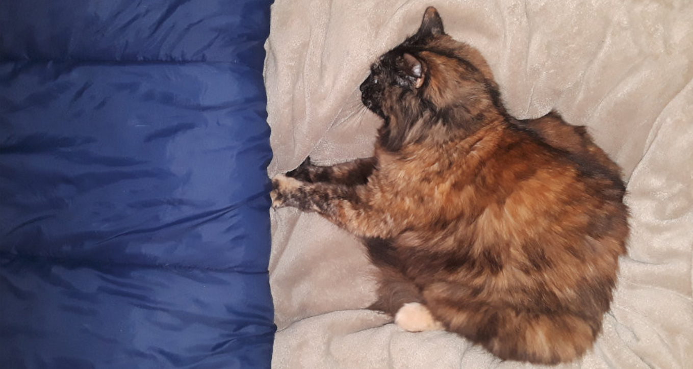 High Quality Empress of cats holds back the seas of chaos Blank Meme Template