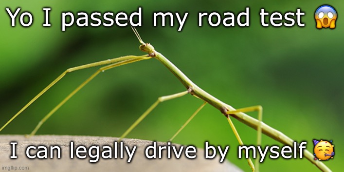 It only took me 17 years :) | Yo I passed my road test 😱; I can legally drive by myself 🥳 | image tagged in thewalkingstick template,msmg,driver,bad driver,good driver | made w/ Imgflip meme maker